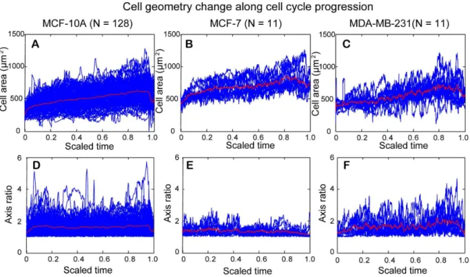 Fig. 1B shows a mesh plot of the light intensity for a negative phase contrast cell image