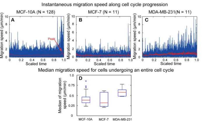 Fig. 2 demonstrates the procedure of cell segmentation and separation of aggregated cells