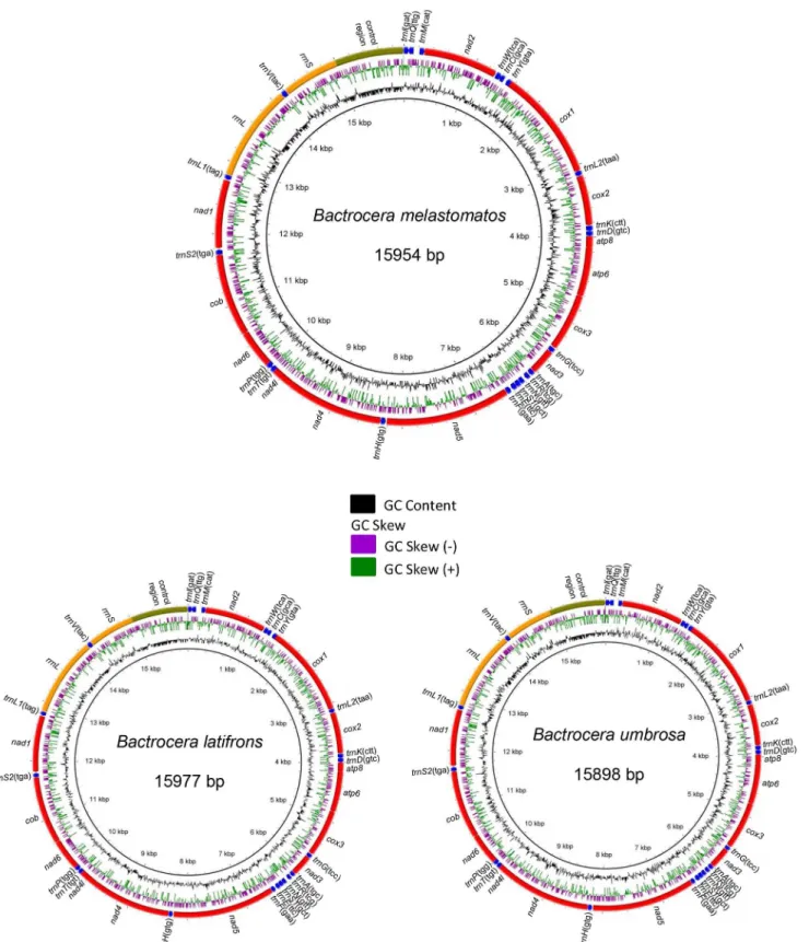 Fig 1. Complete mitogenomes of Bactrocera latifrons, B. melastomatos and B. umbrosa with BRIG visualization showing the protein-coding genes, rRNAs and tRNAs