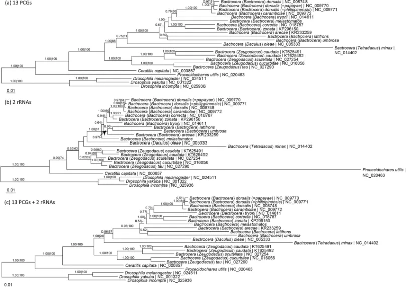 Fig 2. Maximum likelihood tree based on (a) 13 protein-coding genes, (b) 2 rRNA genes, and (c) 13 PCGs and 2 rRNA genes of the whole mitogenomes of Bactrocera taxa of the subgenus Bactrocera and other Tephritid fruit flies with Drosophilidae as outgroup