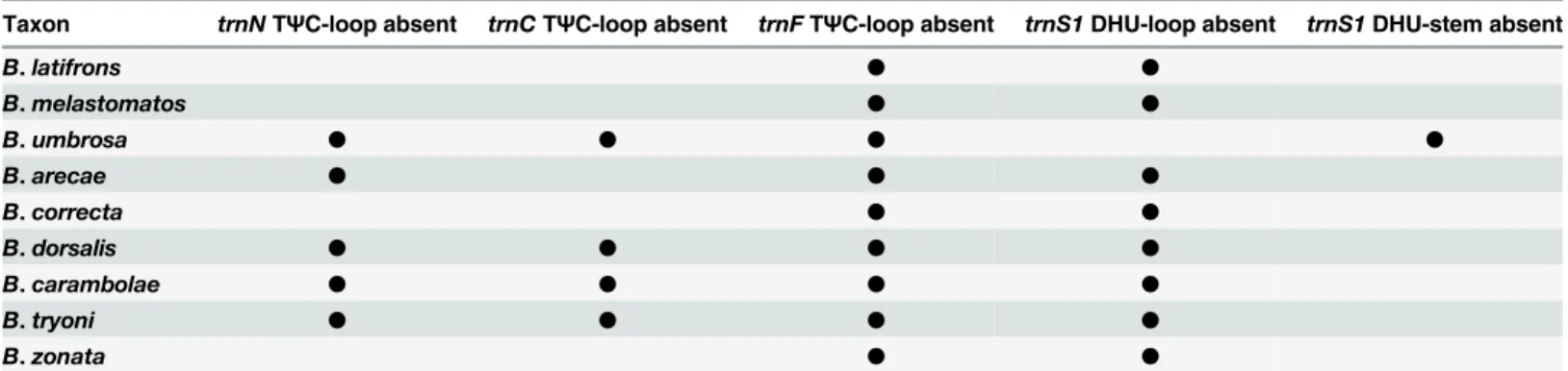 Table 4. Absence of T Ψ C-loop, DHU-loop and DHU-stem in the transfer RNAs of Bactrocera taxa of the subgenus Bactrocera.