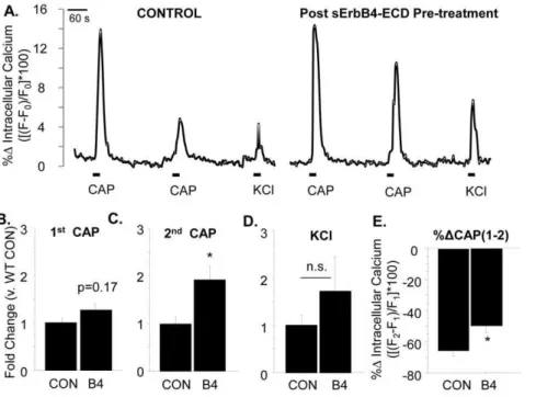 Figure 7. Pre-treatment with sErbB4-ECD enhances response to a second application of capsaicin along sensory axons