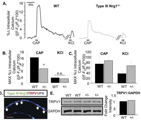 Figure 4. Sensory axons, but not soma, from Type III Nrg1 +/2 mice show reduced capsaicin responsiveness compared to axons from WT mice