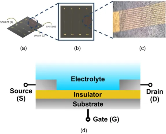Fig.  2.3  —  (a)  and  (b)  Individual  silicon  wafer  with  4  microelectrode  arrays,  (c)  Detailed view of the gold electrode  fingers and  (d) Cross sectional  view  of the device  structure  with  the  electrolyte  solution,  showing  the  three  t