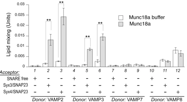 Fig 4. Munc18a selectively regulates different trans-SNARE complexes. Various combinations of donor and acceptor RPLs as specified were incubated overnight at 4°C with Munc18a (2μM) or control buffer, before transferring to 37°C