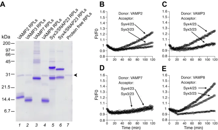 Fig 1. Reconstituted proteoliposomes (RPLs) bearing R- and Q- SNAREs involved in mast cell exocytosis