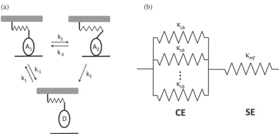 Fig 9. Model of the half-sarcomere. (a) Individual cross-bridges are linearly elastic elements that pass through three states: two attached states (A 1 and A 2 ) and a detached state (D)