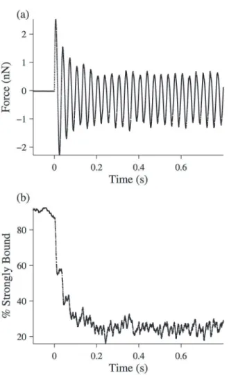 Fig 10. Simulation of a half-sarcomere experiencing a 30 Hz length oscillation. The simulation is described in detail in the text, and the parameters used are found in Table 1