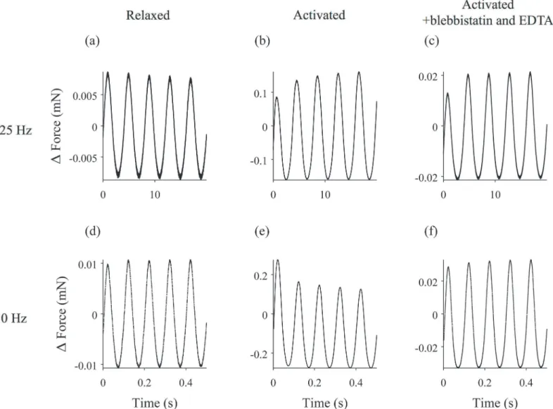 Fig 1. Length change and force response of a muscle fiber experiencing driving sinusoidal oscillations