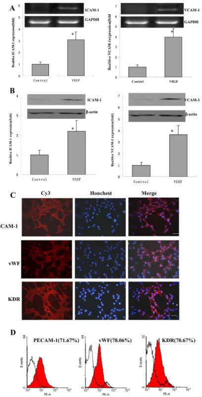 Figure 3.  The mRNA expression levels of ICAM-1 and VCAM-1 in BMSCs.  (A) BMSCs were treated with or without 10 ng/ml VEGF for 24 h