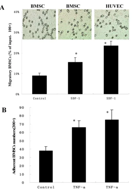 Figure  4.    The  migration  and  the  adhesion  capacity  of  BMSCs.    (A)  The  migration  capacity  was  examined  by  the  transwell migration  assays