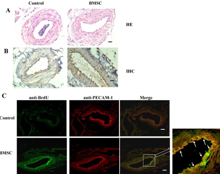 Figure 5.  Transplanted BMSCs contribute to neointimal formation and vascular remodelling 