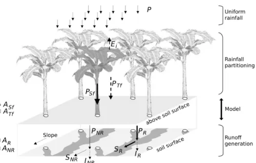 Fig. 3. Water balance at the plot scale; with incident rainfall P , interception and evaporation E i , stemflow P Sf , throughfall P Tf , rainfall intensity P R reaching the A R area corresponding to the runo ff water pathway fed by stemflow (in dark grey 