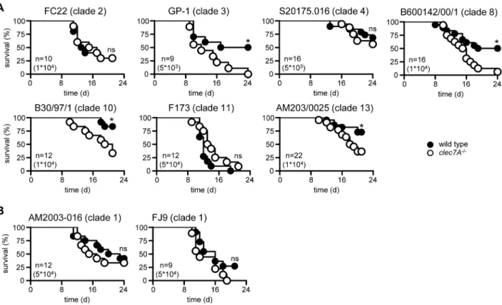 Figure 2. Dectin-1 dependence is not related to the clade of C. albicans . Survival analysis of 129/Sv wild-type and Dectin-1 2/2 mice following infection with strains from (A) several different clades of C