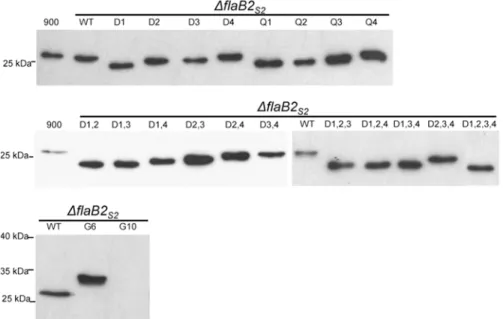 Fig 2. Western blot analysis of whole cell lysates of the Δ flaB2 S2 strain complemented with flaB2 S2