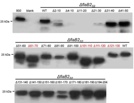 Fig 6. Western blot analysis of the Δ flaB2 S2 strain complemented with flaB2 S2 scanning deletions.