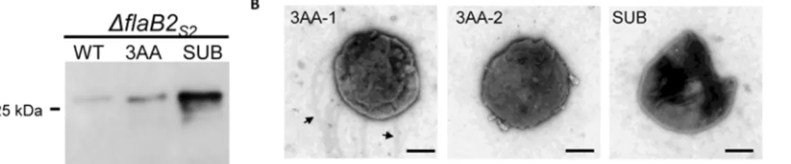 Fig 7. Analysis of the Δ flaB2 S2 strain complemented with flaB2 S2 carrying the 3-amino acid deletion (3AA) or the substitution version of flaB2 S2