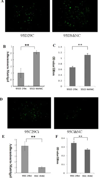 Figure 2. Effect of miR-29c on lung cancer cell adhesion to ECM in vitro . (A) 95D cells transfected with miR-29c mimics adhesion to Matrigel was measured by counting as described in Materials and Methods