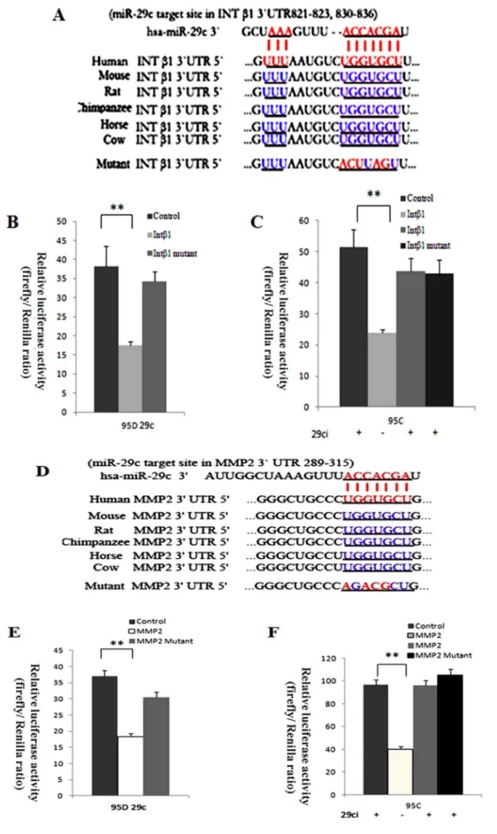 Figure 4. MiR-29c directly targets 3 9 -UTRs of the human integrin b1 (Intb1) and MMP2 gene