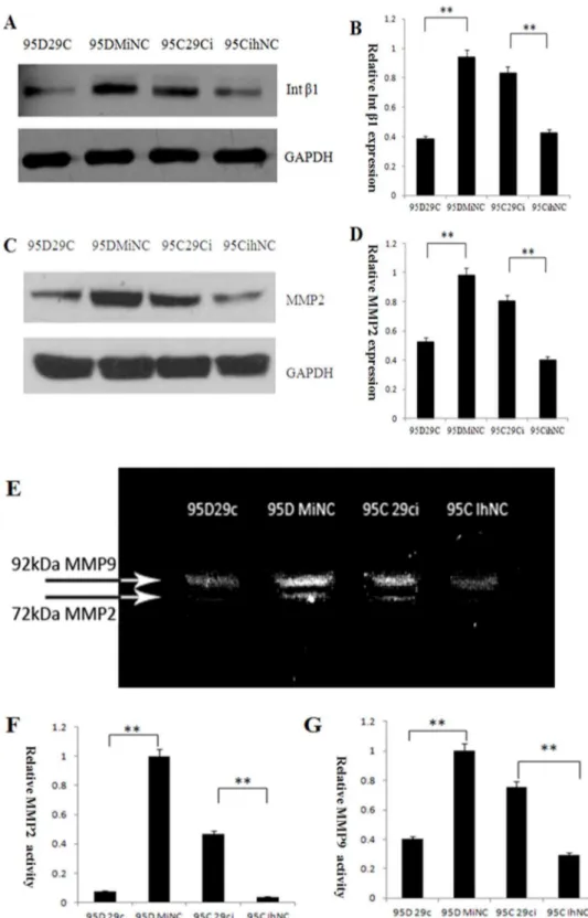 Figure 5. miR-29c inhibits endogenous integrin b1 (Int b1) and MMP2 protein expression and decreases MMP2 enzyme activity in lung cancer cells