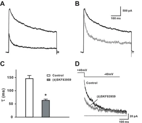Figure 6. Effects of ( 6 ) SKF83959 on the decay of the delayed rectifier K + current in rat hippocampal neurons