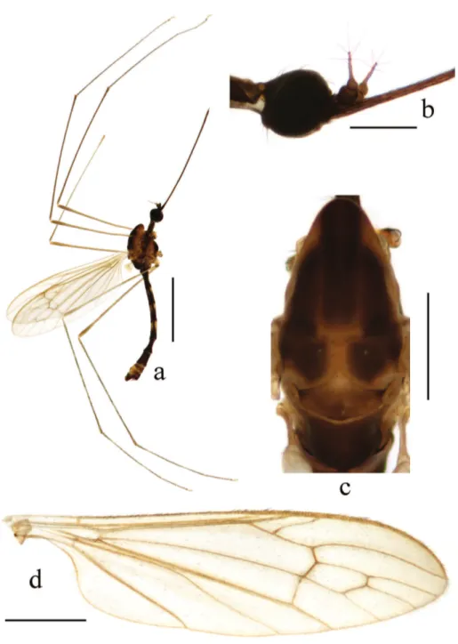 Figure 5.  Toxorhina (Ceratocheilus) huanglica sp. n. a Male habitus, lateral view b Head, lateral view  c horax, dorsal view d Wing