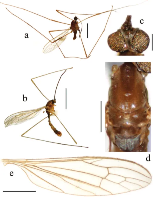 Figure 9.  Toxorhina (Ceratocheilus) taiwanicola (Alexander, 1923). a Male habitus (holotype), lateral  view b Male habitus, lateral view c Head, dorsal view d horax, dorsal view e Wing