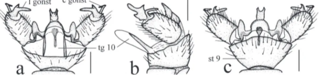 Figure 4.  Toxorhina  (Ceratocheilus) fuscolimbata Alexander, 1967. a Male hypopygium, dorsal view  b Male hypopygium, lateral view c Male hypopygium, ventral view
