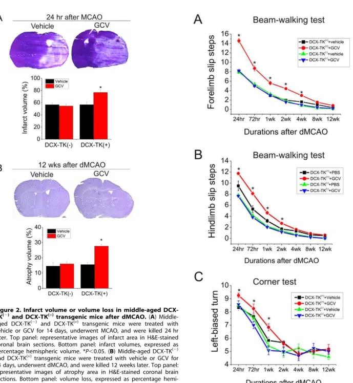 Figure 3. Beam-walking and corner testing in middle-aged DCX-TK (2) and DCX-TK (+) mice after dMCAO