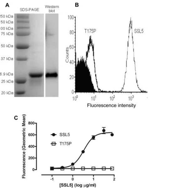Figure 1A shows purified recombinant SSL5 migrating as a single band of , 27 kDa. Purified SSL5 has been previously shown to bind to the human leukemic HL60 monocytic cell line [13,22] and we confirmed that our recombinant SSL5 protein, but not a  non-func