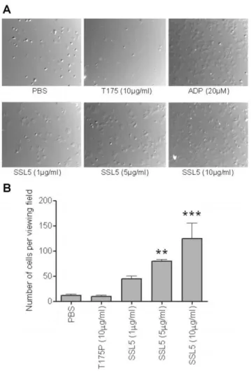 Figure 3. SSL5 induces spreading of platelets on fibrinogen. Gel filtered platelets (GFP) were incubated with 20 mM ADP, 1–10 mg/ml SSL5, 10 mg/ml T175P (mutant SSL5) at 37 u C for 30 minutes on fibrinogen