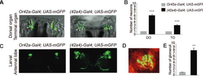 Figure 1. A mutated Or42a promoter can drive expression in multiple chemosensory neurons in the larvae