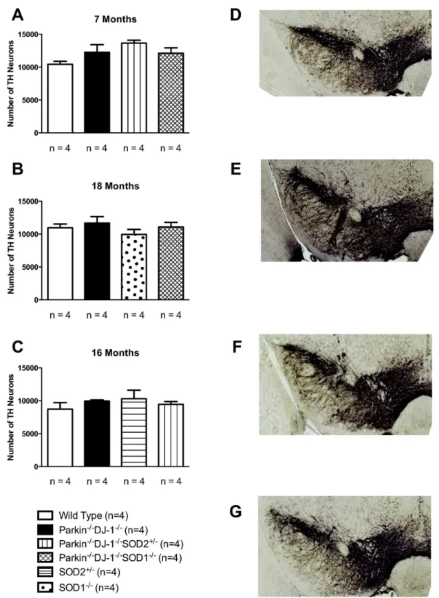 Figure  1.    No  changes  in  the  total  bilateral  number  of  TH-positive  nigral  neurons  estimated  by  rigorous stereology