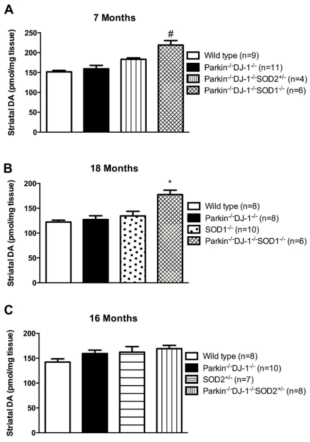 Figure 2.  Dopamine levels are elevated in Parkin -/- DJ-1 -/- SOD1 -/-  mice.  Total dopamine levels were measured by HPLC analysis in separate cohorts of mice ages 7 (A), 18 (B) and 16 (C) months (n ≥ 6)