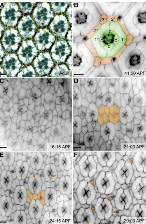 Figure 1. Patterning the fly eye. (A) Cross-section of an adult eye reveals the precise hexagonal arrangement of ommatidia