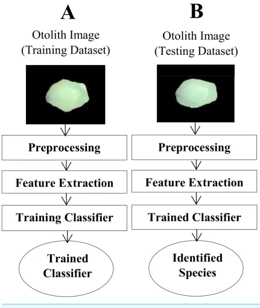Figure 1 A schematic diagram of the proposed image identification system. (A) shows different stages for training the model, and the testing part of the system is illustrated in the (B).