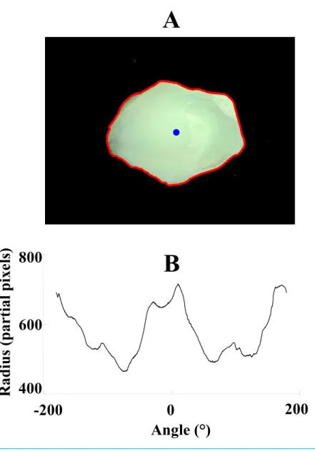 Figure 2 Image of an otolith (A) with its corresponding 1D signal (B). 1D signal was obtained by calcu- calcu-lating the radius, distances between the boundary pixels (red) and the center of gravity (blue), as a  func-tion of angle.