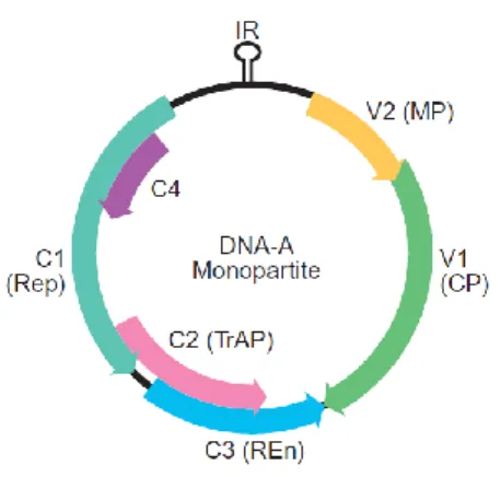 Figura 4. Representação esquemática da organização genômica de um begomovírus monopartido