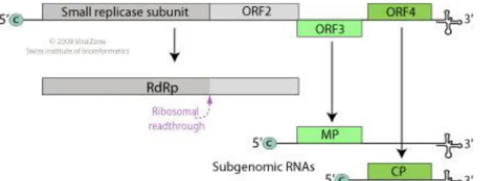 Figura 7. Representação esquemática da organização genômica e dos RNAs subgenômicos dos tobamovírus