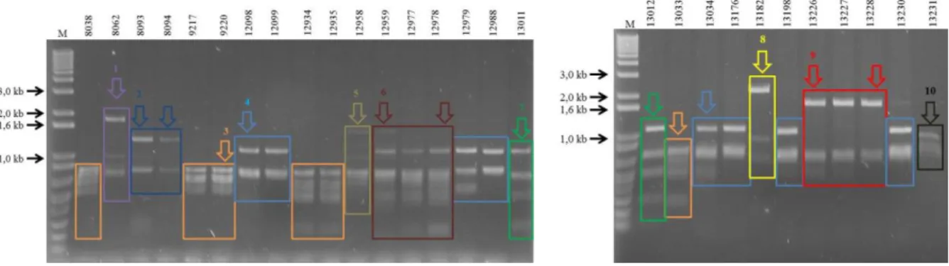 Figura  9.  Gel  de  agarose  1%  da  digestão  com  MspI  de  DNA  total,  extraído  de  folhas  de  tomateiro  expressnando  típicos  sintomas  de  begomovírus  amplificado  por  RCA