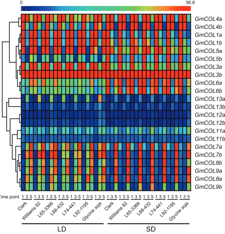 Figure 3. Hierarchical clustering of GmCOL s based on their mRNA abundance under LD and SD
