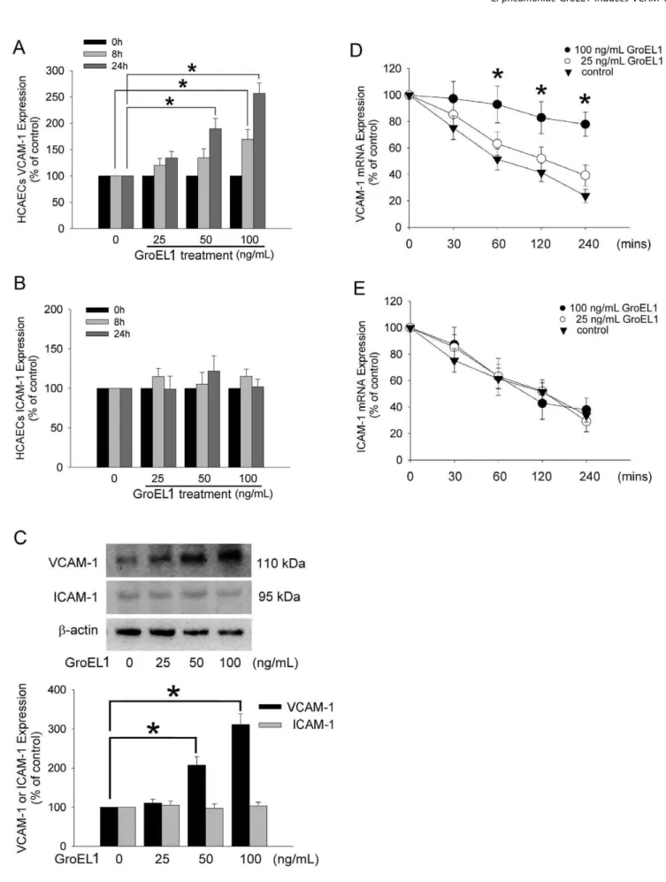 Figure 2. GroEL1 induces VCAM-1 expression and increases VCAM-1 mRNA stability on the HCAECs