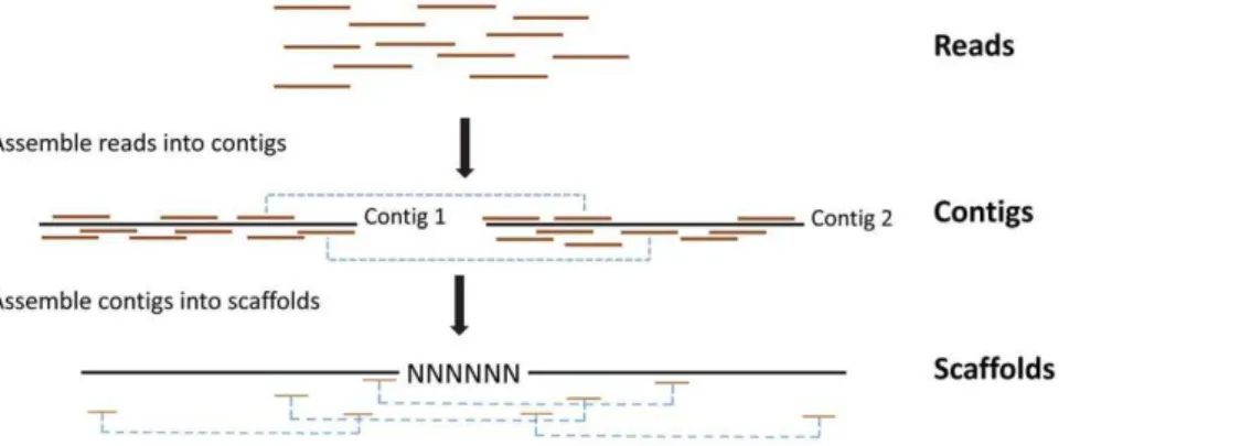 Figure 2. Schematic representation of the method used to assemble Illumina reads into contigs, and contigs into scaffolds