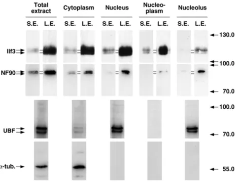 Figure 3. Ilf3 and NF90 polymorphism in nuclear fractions purified from P19 cells. Ilf3 and NF90 from P19 cell nuclear fractions were submitted to 2-D PAGE and immunodetected with polyclonal antibody 78