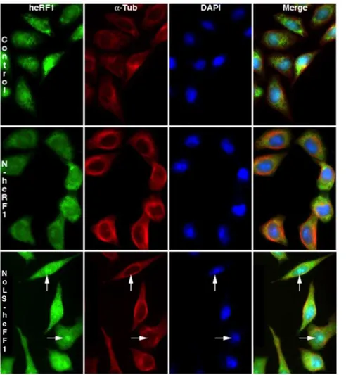 Figure 8B shows GFP fluorescence recordings from the bleached nucleolus (green curve), from one adjacent nucleolus in the same nucleus (purple curve) and from one nucleolus of a distinct cell (yellow curve)