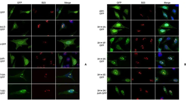 Figure 5. Subnuclear distribution of GFP fused to deletion or substitution mutants of Ilf3/NF90 NoLS