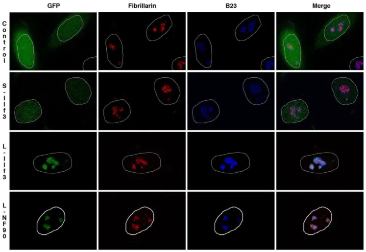 Figure 6. Subnuclear distribution of exogenously-expressed S-Ilf3, L-Ilf3 and L-NF90 isoforms in HeLa cells