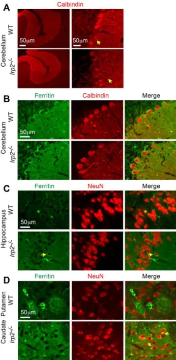 Figure 6. Ferritin expression is increased in Irp2 2/2 neurons.