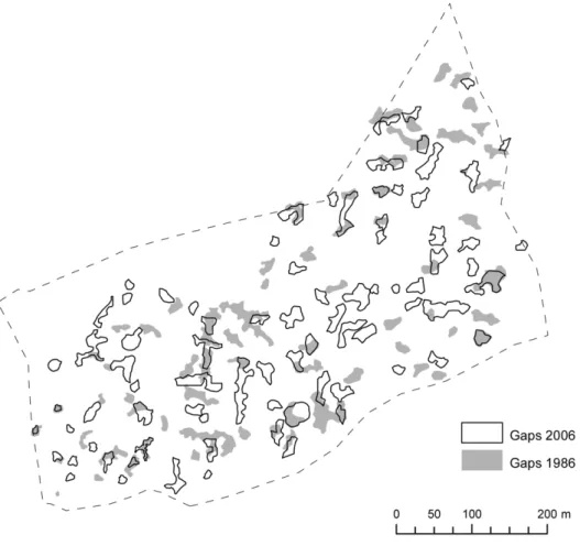 Figure 2. Gap dynamics in the Gorjanci forest reserve in the studied period (1986–2006).