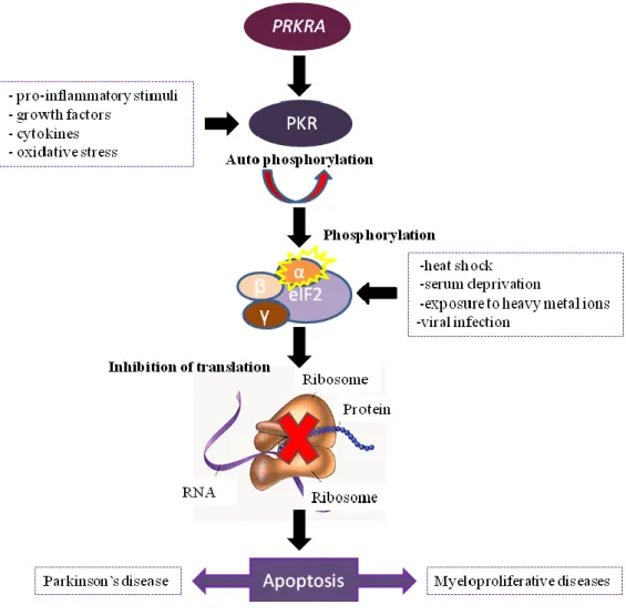 Figure 1.2- The PKR signalling pathway. 